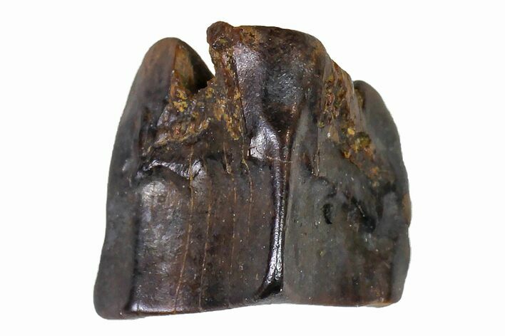 Fossil Hadrosaur (Edmontosaurus) Shed Tooth- Montana #110936